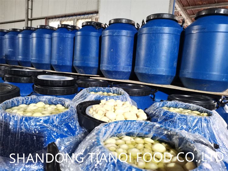 Drum packing white mushroom in salty water factory Drum packing white mushroom in salty water factory