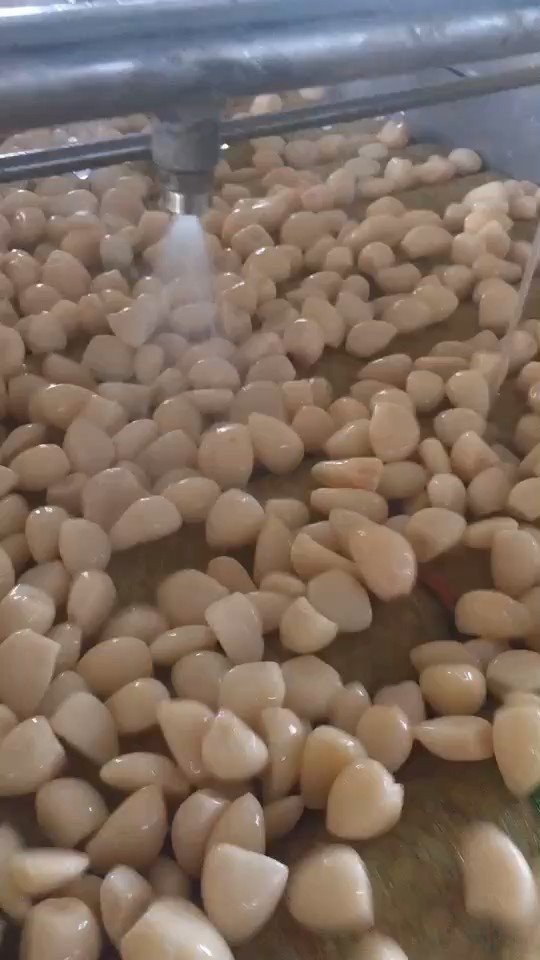 Peeled white garlic cloves in salted water in drums