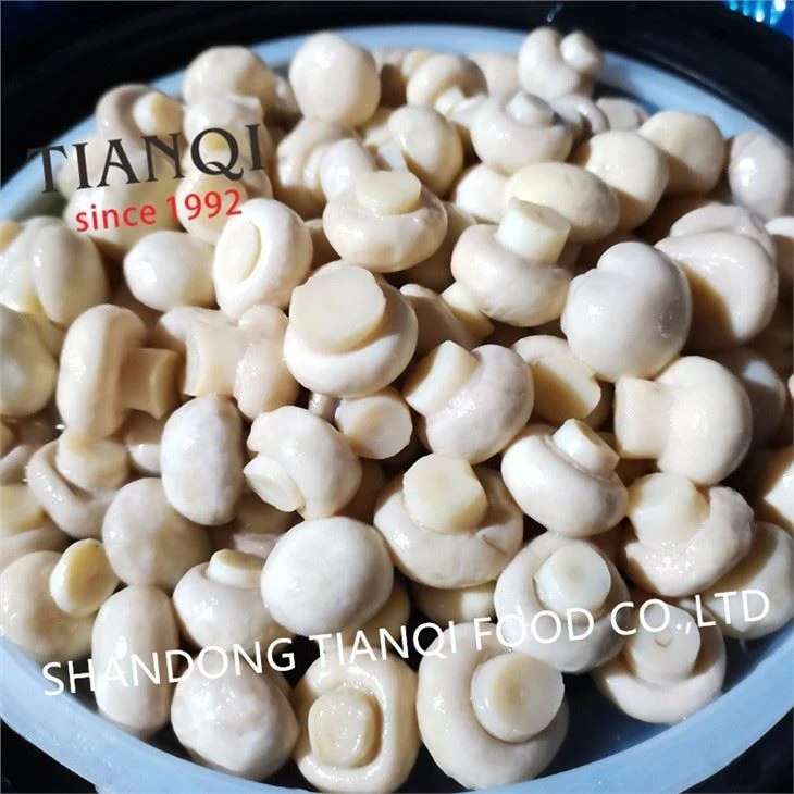 White button mushroom in drums