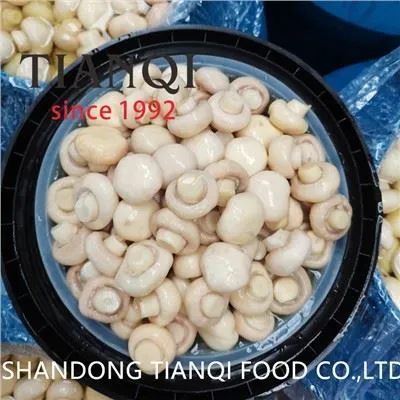 Bejgħ sħun Faqqiegħ Champignon Sħiħ fis-Salmura fit-Tnabar