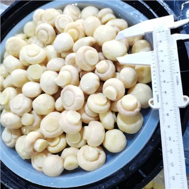 Bejgħ sħun Faqqiegħ Champignon abjad fis-salmura fit-tnabar